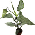 Philodendron Hastatum Silver Queen 14cm pot