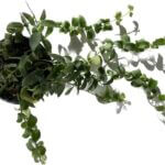 Aeschynanthus Rasta Twister Lipstick Plant 12cm pot