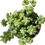 Burros Tail Sedum Burrito 9cm pot
