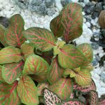 Handmade Bio-Active Terrarium Nerve Plant Pink & Orange COLLECTION ONLY