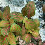 Handmade Bio-Active Terrarium Nerve Plant Pink & Orange COLLECTION ONLY