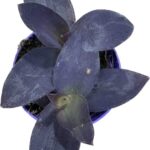 Tradescantia Pallida Purple Hearts 7cm pot