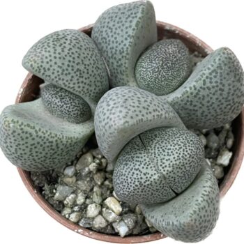 Pleiospilos Nelii Split Rock Lithops Succulent 5.5cm Houseplants 4for3