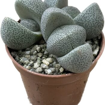 Pleiospilos Nelii Split Rock Lithops Succulent 5.5cm Houseplants 4for3 2