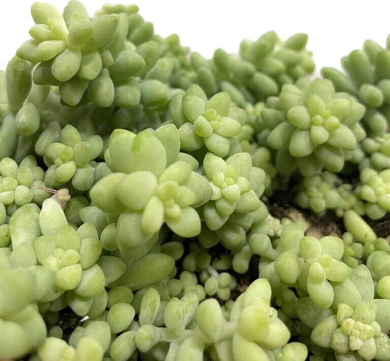 Sedum Care Guide