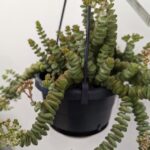 Crassula Marnieriana Hottentot Jade Necklace 11cm pot