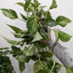 Scindapsus Marble Queen Pothos | 15cm hanging pot | 50cm+ Trail