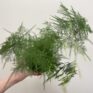 asparagus setaceus fern 12cm pot