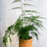 asparagus setaceus fern 12cm pot
