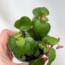 variegated string of hearts ceropegia woodii 14cm pot