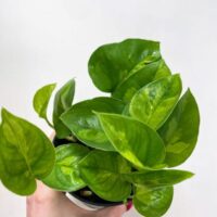 variegated string of hearts ceropegia woodii 14cm pot
