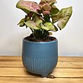 variegated string of hearts ceropegia woodii 14cm pot