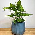 variegated string of hearts ceropegia woodii 14cm pot