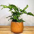 variegated string of hearts ceropegia woodii 14cm pot