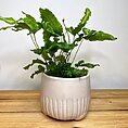variegated string of hearts ceropegia woodii 14cm pot