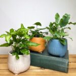 Vibrant Modern Lines Ceramic Planter
