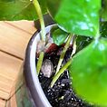variegated string of hearts ceropegia woodii 14cm pot