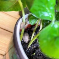 variegated string of hearts ceropegia woodii 14cm pot