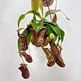 monkey jars nepenthes gaya carnivorous 14cm pot