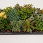 Succulents for The Plant Bug
