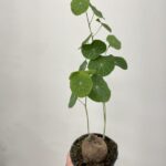 Stephania Erecta Caudex Plant 12cm pot