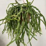 Rhipsalis Paradoxa Chain Succulent  XL 21cm pot