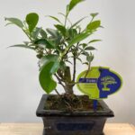 Bonsai Tree Ficus in Ceramic Planter