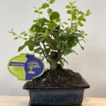Bonsai Tree Ligustrum in Ceramic Planter
