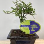 Bonsai Tree Zelkova in Ceramic Planter