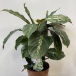 Calathea Maui Queen Prayer Plant 12cm pot