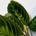 Maranta NOID Prayer Plant 12cm pot