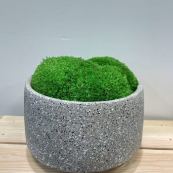 Concrete Bowl Planter 13cm for Moss Bowl & Cactus Gardens Houseplants 3 for £25