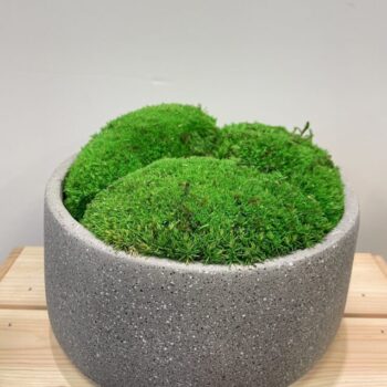 Concrete Bowl Planter 16cm for Moss Bowl & Cactus Gardens Houseplants bowl