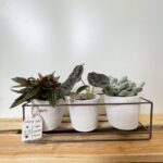 Rustic Triple White Terracotta Planters Metal Frame for 7.5cm pots