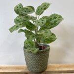 Moss Green Basket Planter for 13cm planters
