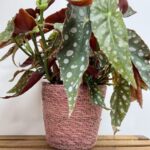 Heather Pink Basket Planter for 11cm planters