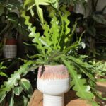 Epiphyllum Anguliger Fishbone Zig Zag Cactus 10cm Hanging Pot