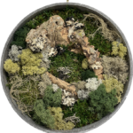 Handmade Preserved Moss Wall Art FAIRY CIRCLE
