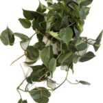 Philodendron Scandens Brasil 15cm hanging pot LARGE