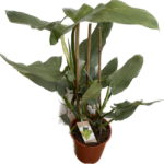 Philodendron Hastatum Silver Queen 19cm pot LARGE