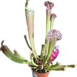 Carnivorous Sarracenia Farnhamii Hybride 8cm pot