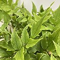 IMG_5506