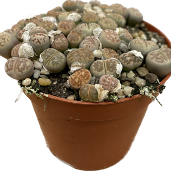 Lithops Living Stones Pebble Plant 8cm pot BROWN Houseplants 8.5cm plant 2