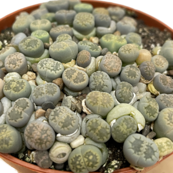 Lithops Living Stones Pebble Plant 8cm pot MIX COLOURS Houseplants 8.5cm plant