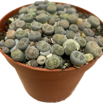 Lithops Living Stones Pebble Plant 8cm pot MIX COLOURS Houseplants 8.5cm plant 2