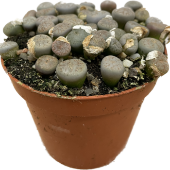 Lithops Living Stones Pebble Plant 8cm pot GREY Houseplants 8.5cm plant 2