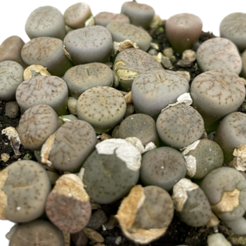 Lithops Living Stones Pebble Plant 8cm pot GREY Houseplants 8.5cm plant Lithops Living Stones Pebble Plant 8cm pot GREY Houseplants 8.5cm plant