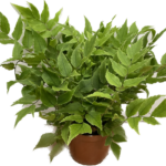Cyrtomium Fortunei Clicic Holly Fern 8cm pot