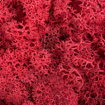 Preserved Reindeer Moss RED BULK