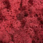 Preserved Reindeer Moss RED